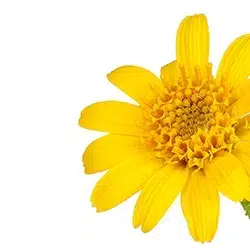 תמצית זרעי ארניקה