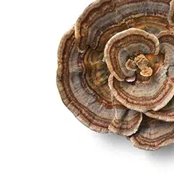 כמוסות תוסף תזונה לשיפור הזיכרון