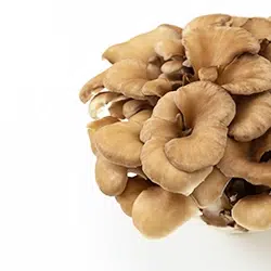 כמוסות תוסף תזונה לשיפור הזיכרון