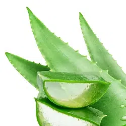 250X250_אלוורה