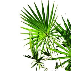 Saw Palmetto (1)